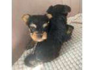 Yorkshire Terrier Puppy for sale in Waterbury, CT, USA