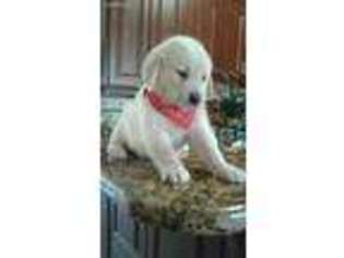 Golden Retriever Puppy for sale in Naples, FL, USA