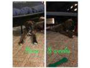 Boxer Puppy for sale in Tallahassee, FL, USA