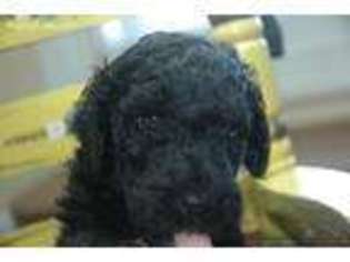 Goldendoodle Puppy for sale in Lawson, MO, USA