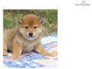 Shiba Inu Puppy for sale in Joplin, MO, USA