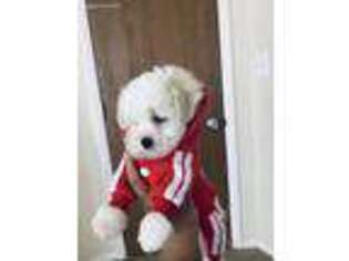 Maltese Puppy for sale in Pontiac, MI, USA