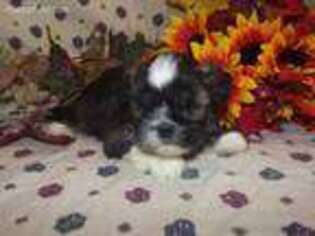 Lhasa Apso Puppy for sale in Madison, SD, USA