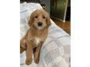 Labradoodle Puppy for sale in Richmond, IL, USA
