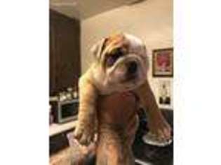Bulldog Puppy for sale in Lytle Creek, CA, USA