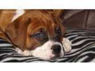 Boxer Puppy for sale in Barre, MA, USA