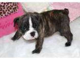 Bulldog Puppy for sale in WINONA, MO, USA