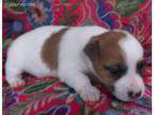 Jack Russell Terrier Puppy for sale in North Andover, MA, USA