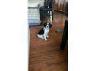 Cavachon Puppy for sale in Sterling, VA, USA