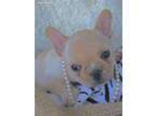 French Bulldog Puppy for sale in Mineola, TX, USA