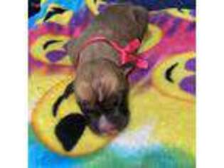 Bullmastiff Puppy for sale in Cape Coral, FL, USA