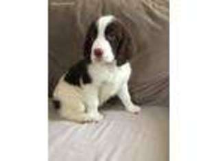 English Springer Spaniel Puppy for sale in Palmdale, CA, USA