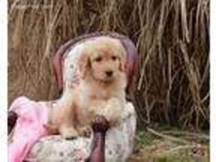 Goldendoodle Puppy for sale in Rising Sun, IN, USA