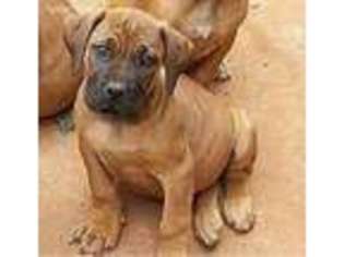 Boerboel Puppy for sale in Henagar, AL, USA