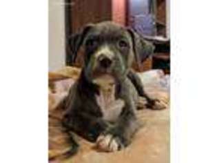 Mutt Puppy for sale in Delton, MI, USA