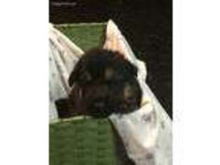 German Shepherd Dog Puppy for sale in Las Vegas, NV, USA