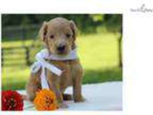 Goldendoodle Puppy for sale in Lexington, KY, USA