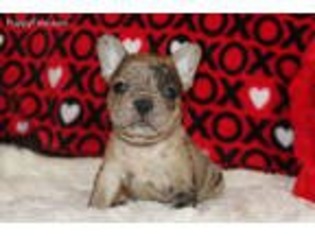 French Bulldog Puppy for sale in Thorndale, TX, USA