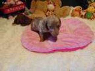 Dachshund Puppy for sale in Jefferson City, MO, USA