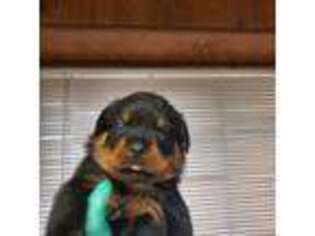Rottweiler Puppy for sale in American Falls, ID, USA