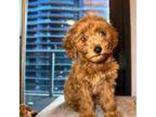Miniature Pinscher Puppy for sale in Miami, FL, USA