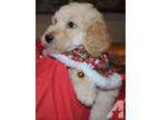 Goldendoodle Puppy for sale in GLENDORA, CA, USA