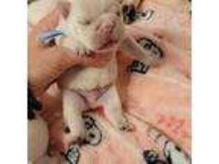 French Bulldog Puppy for sale in Belleville, IL, USA