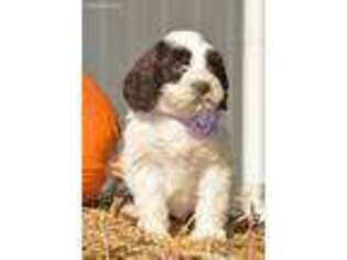 English Springer Spaniel Puppy for sale in East Palestine, OH, USA