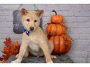 Shiba Inu Puppy for sale in Minocqua, WI, USA