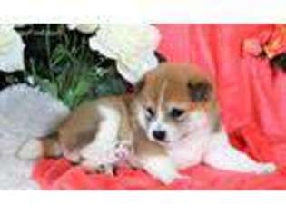 Shiba Inu Puppy for sale in Moffat, CO, USA
