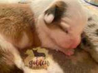 Pembroke Welsh Corgi Puppy for sale in Worthington, IN, USA