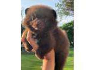 Pomeranian Puppy for sale in Saint Charles, IL, USA