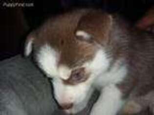 Siberian Husky Puppy for sale in Salt Lake City, UT, USA