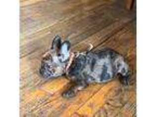 French Bulldog Puppy for sale in Plainfield, NJ, USA