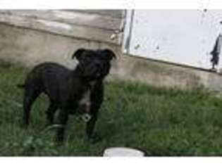 Staffordshire Bull Terrier Puppy for sale in North Baltimore, OH, USA