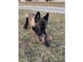 Belgian Malinois Puppy for sale in Dartmouth, MA, USA