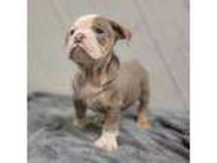 Olde English Bulldogge Puppy for sale in New Prague, MN, USA