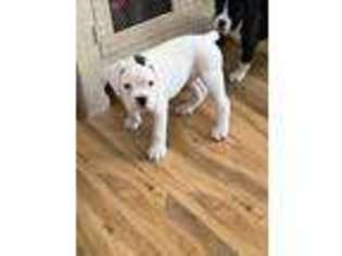 Boxer Puppy for sale in Dartmouth, MA, USA