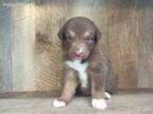 Australian Shepherd Puppy for sale in Lufkin, TX, USA