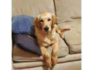 Golden Retriever Puppy for sale in Portsmouth, OH, USA