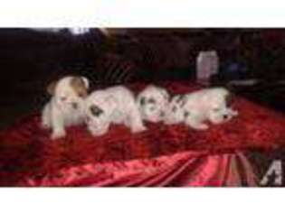Bulldog Puppy for sale in LAKEWOOD, CA, USA
