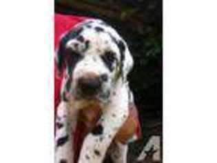 Great Dane Puppy for sale in MAGEE, MS, USA