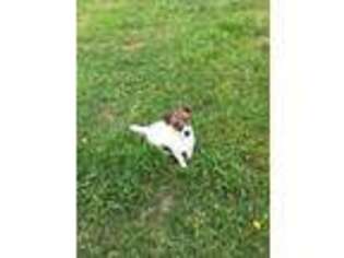 Jack Russell Terrier Puppy for sale in Glasgow, KY, USA