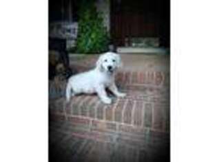 Golden Retriever Puppy for sale in Gaffney, SC, USA