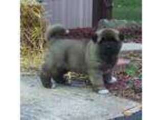 Akita Puppy for sale in Elverson, PA, USA
