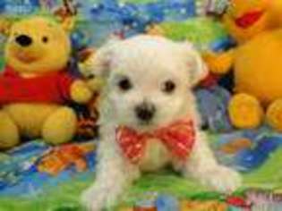Maltese Puppy for sale in Hulbert, OK, USA