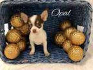 Chihuahua Puppy for sale in Petal, MS, USA