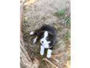 Miniature Australian Shepherd Puppy for sale in Comanche, TX, USA