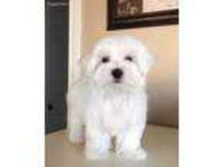 Maltese Puppy for sale in Nampa, ID, USA