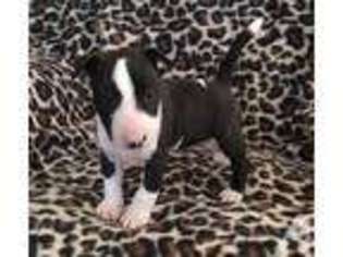 Bull Terrier Puppy for sale in MILLEDGEVILLE, GA, USA